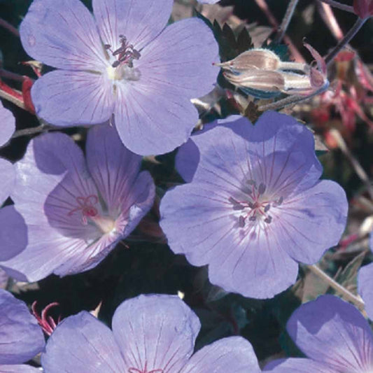 Wiesen-Storchschnabel blau - Geranium pratense - Gemüsegarten