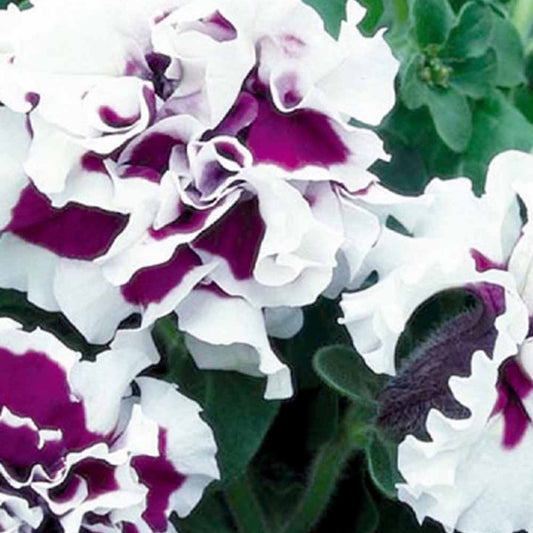 Petunie Purple Pirouette F1 - Bakker