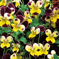 Hornveilchen Helen Mount - Viola cornuta helen mount - Gemüsegarten