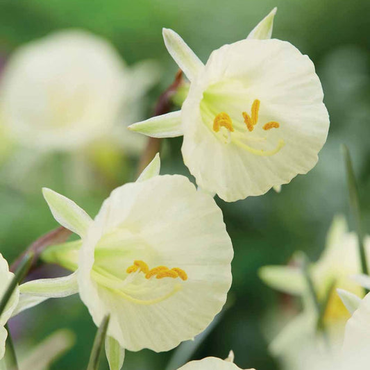 Narzissen Artic Bells (x10) - Narcissus artic bells - Blumenzwiebeln