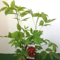 Himbeerbaum Zeva - Rubus idaeus zeva - Obst