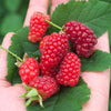 Brombeere-Himbeere Bounty Berry - Rubus fruticosus tayberry bounty berry 'yantay' - Kleine Obstbäume