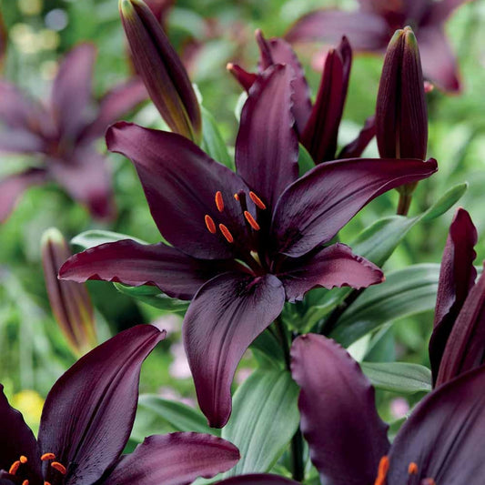 Asiatische Lilie 'Blacklist' (x5) - Lilium asiaticum - Blumenzwiebeln