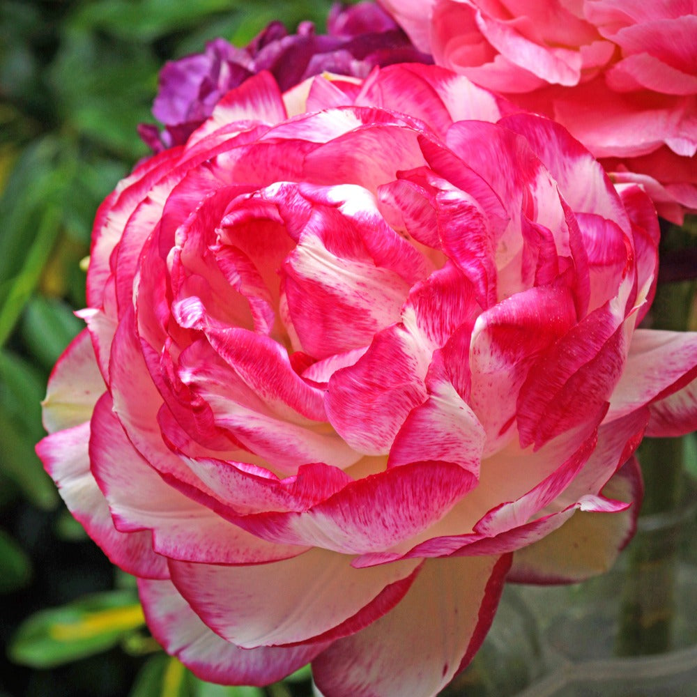 Ranunkel Picotee Pink (x12) - Ranunculus picotee pink - Blumenzwiebeln