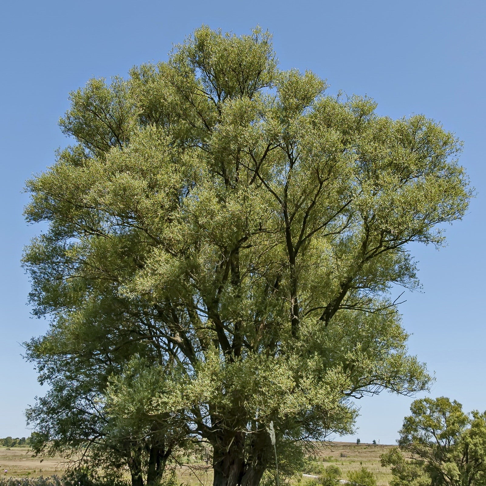 Silberweide - Salix alba - Sträucher und Stauden