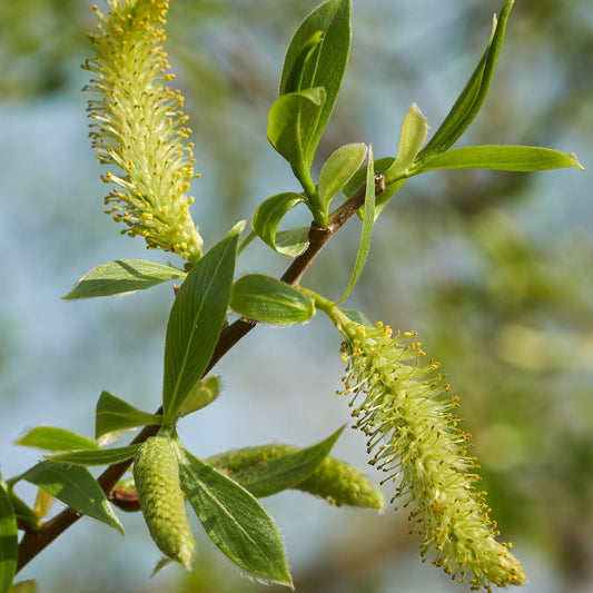 Silberweide - Salix alba - Bäume