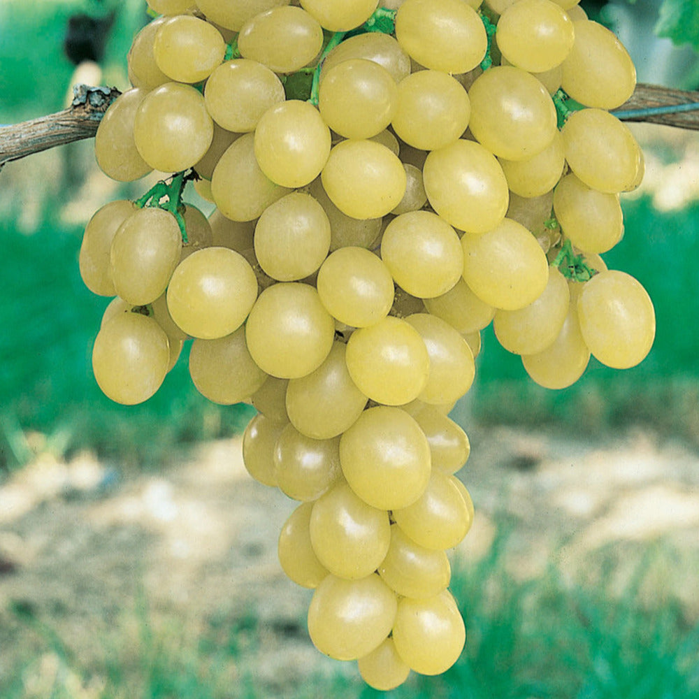 Italienische Weinrebe - Vitis vinifera italia - Obst