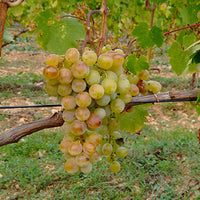 Weinrebe Muscat Alexandria - Vitis vinifera muscat d'alexandrie - Obst