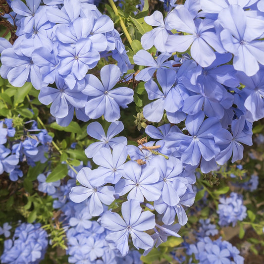 Bleiwurz - Plumbago auriculata