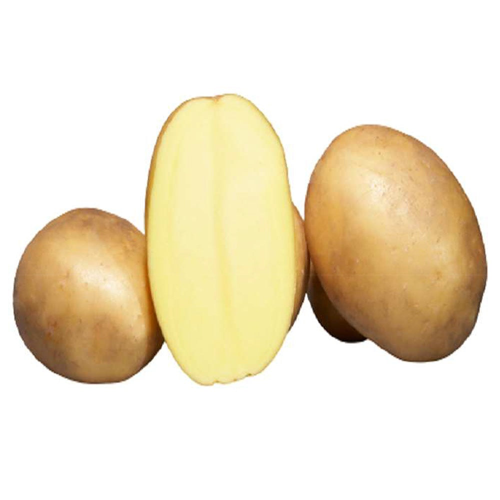 Osiris-Kartoffeln BIO (x25) - Solanum tuberosum osiris - Gemüsegarten