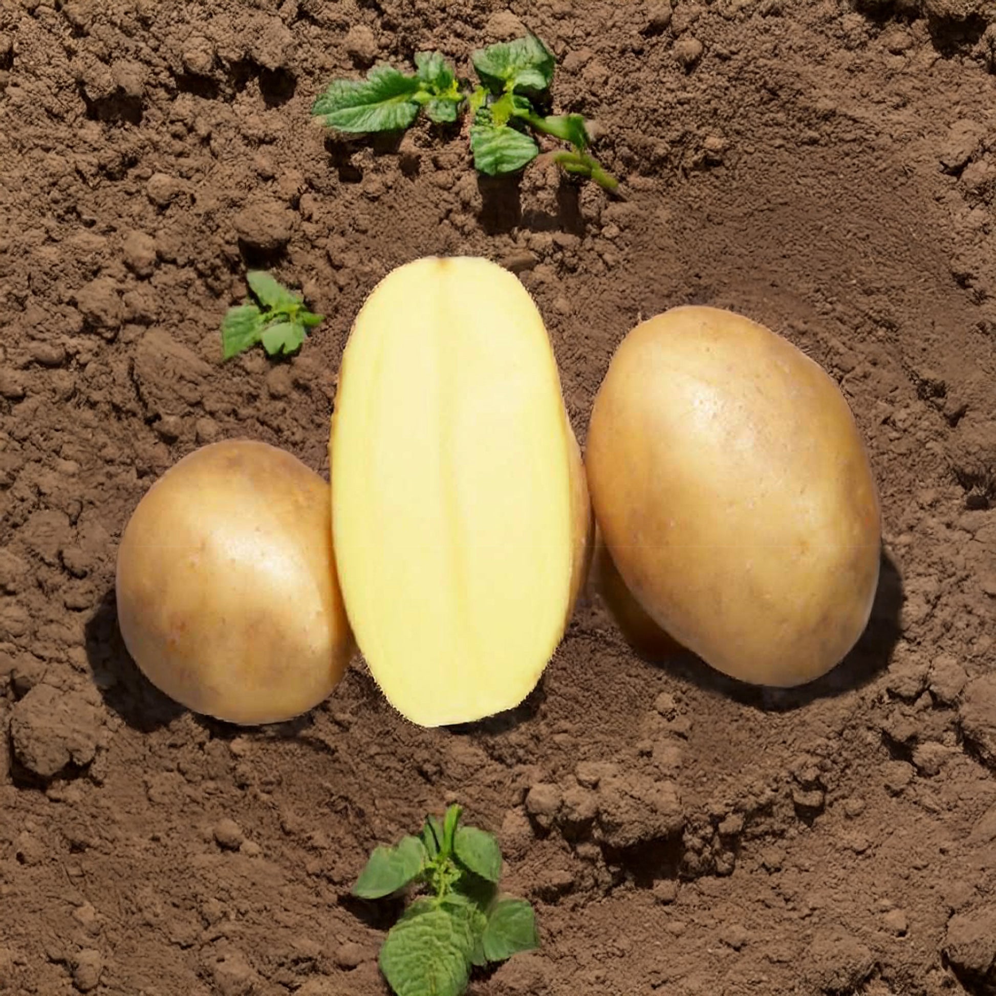Osiris-Kartoffeln BIO (x25) - Solanum tuberosum osiris - Bakker