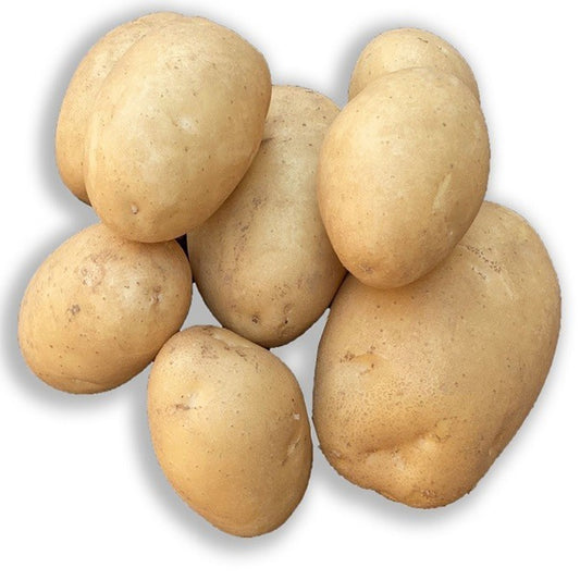 Osiris-Kartoffeln BIO (x25) - Solanum tuberosum osiris - Gemüse