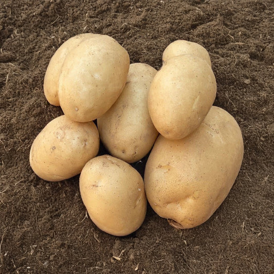 Osiris-Kartoffeln BIO (x25) - Bakker