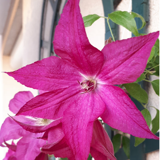 Waldrebe Nancy, Tag der Erde® - Clematis integrifolia nancy jour de la terre®clemi