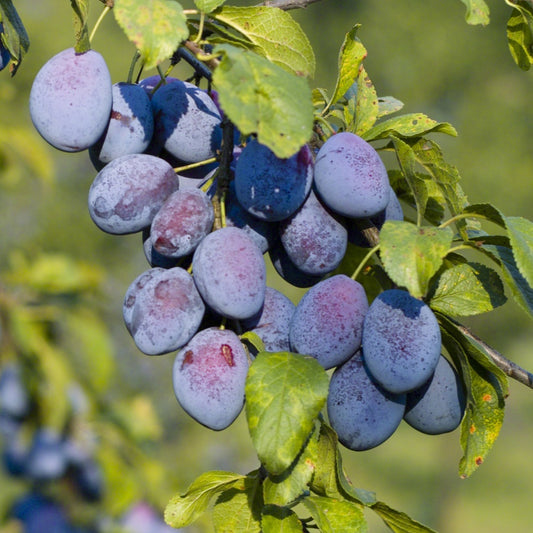 Pflaume Agen - Prunus domestica agen - Obst