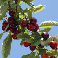 Kirsche Griotte de Montmorency - Prunus avium griotte de montmorency - Obst