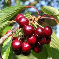 Kirsche Bigarreau Hatif Burlat - Prunus avium bigarreau hatif burlat - Obst