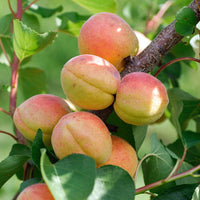 Aprikosenbaum Rouge du Roussillon - Prunus armeniaca rouge du roussillon - Obst