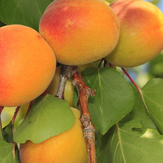 Aprikosenbaum Luizet - Prunus armeniaca luizet - Obst