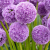 Allium His Excellency (x2) - Allium his excellency - Blumenzwiebeln