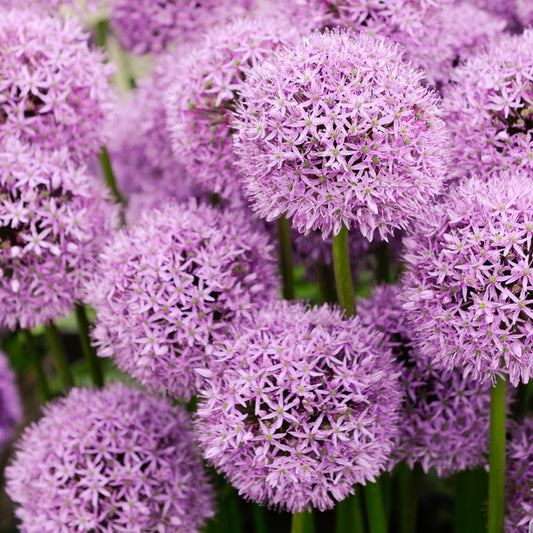 Zierlauch Gladiator - Allium gladiator - Blumenzwiebeln Frühlingsblüher