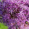 Allium Christophii (x10) - Allium christophii - Blumenzwiebeln