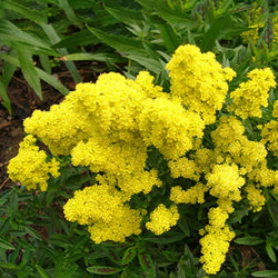 Goldrute Little Lemon - Solidago little lemon - Gartenpflanzen