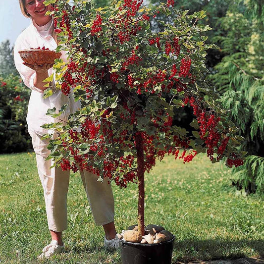 Sammlung Johannisbeere und Rote Johannisbeere am Stiel. (x2) - Ribes rubrum, nigrum - Obst