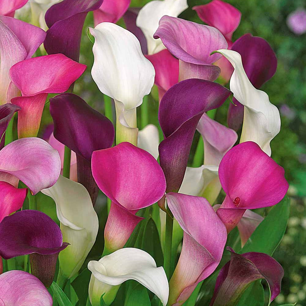 Calla Mischung (weiß + purpur + rosa) (x3) - Bakker