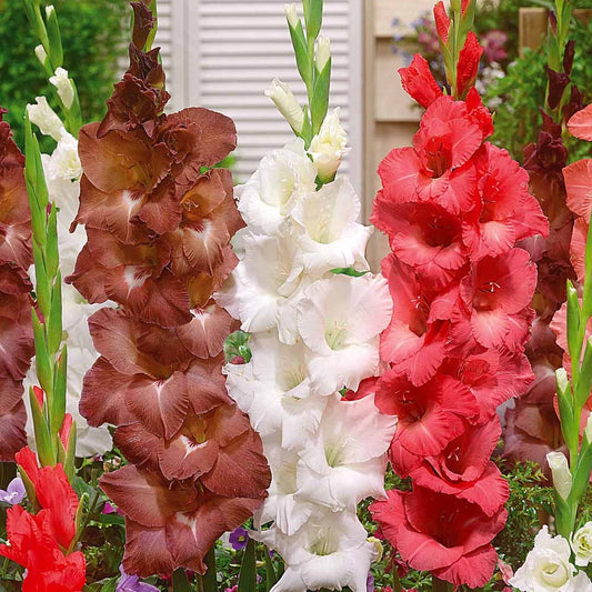 Gladiolen Kollektion (x30) - Gladiolus - Blumenzwiebeln
