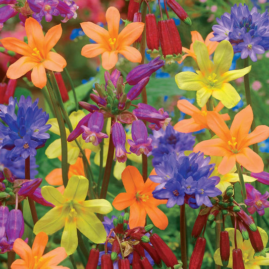 Blumenzwiebel Mischung für Beete, Töpfe und Balkon - Bakker