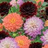 Dahlien Mischung (After Dusk, October Sky, Zsarelle) (x6) - Bakker