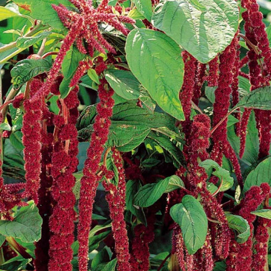 Roter Fuchsschwanz - Amaranthus caudatus - Gemüsegarten