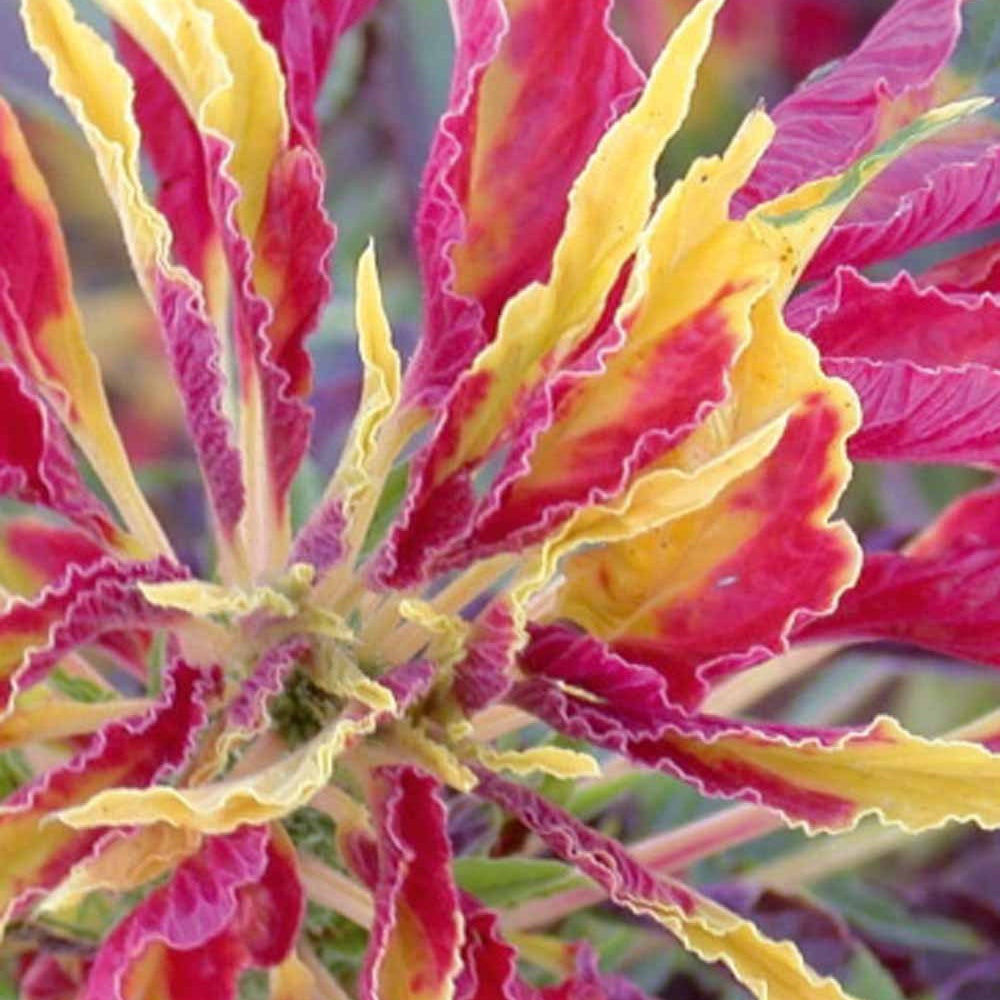 Essbarer dreifarbiger Amarant - Fuchsschwanz Garden Select - Amaranthus gangeticus - Gemüsegarten