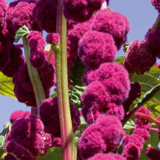 Amaranthus gibbeus - Fuchsschwanz Dreadlocks - Bakker
