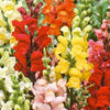 Gartenmuflis Halbzwerg Rainbow mix in der Mischung - Antirrhinum majus nanum - Gemüsegarten