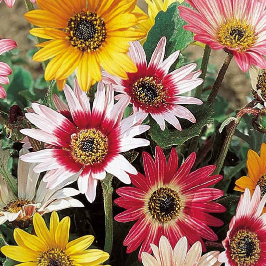 Bärenohr Harlequin Mix - Bakker