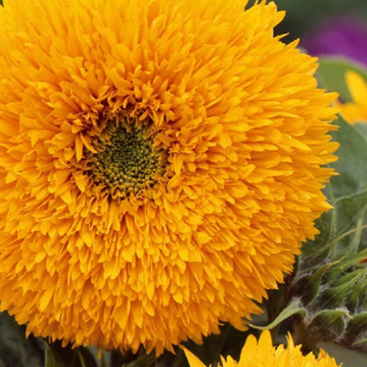 Sonnenblume Teddy Bear - Helianthus annuus teddy bear - Gemüsegarten