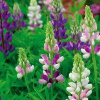 Hartweger Lupine einjährig in Mischung - Lupinus hartwegii - Gemüsegarten