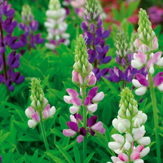 Hartweger Lupine einjährig in Mischung - Lupinus hartwegii - Gemüsegarten