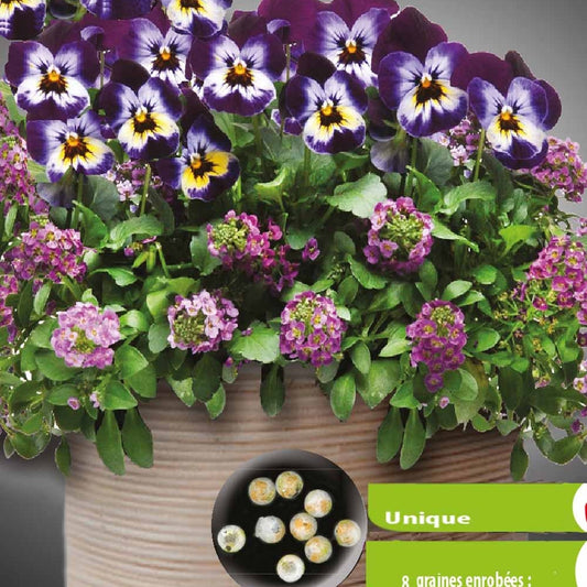 Stiefmütterchen-Lobularia-Mischung Wine Cooler (umhüllte Samen) - Viola & lobularia - Gemüsegarten