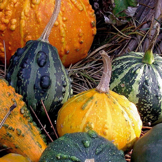 Zierkürbis kleinfrüchtige Mischung - Cucurbita pepo - Gemüsegarten