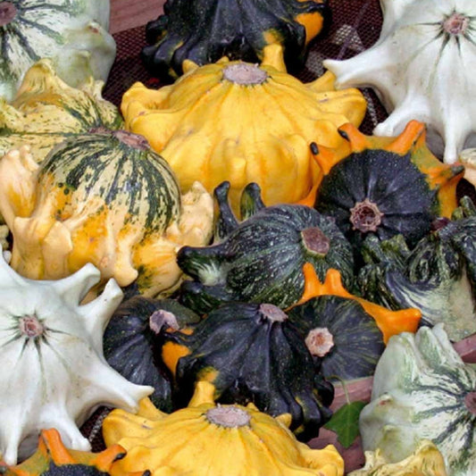 Zierkürbis Dornenkrone Shenot Mischung - Bakker