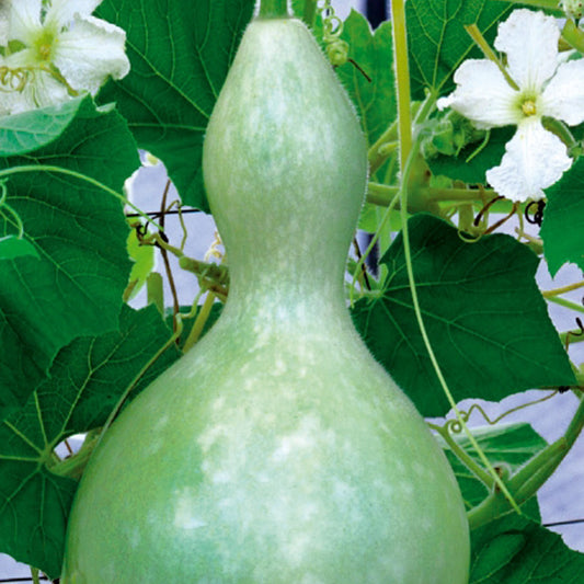 Cucurbita Feldflasche Jahresflasche oder Pilgerflasche - Cucurbita siceraria  gourde bouteille - Gemüsegarten