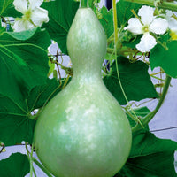 Cucurbita Feldflasche Jahresflasche oder Pilgerflasche - Cucurbita siceraria  gourde bouteille - Bakker