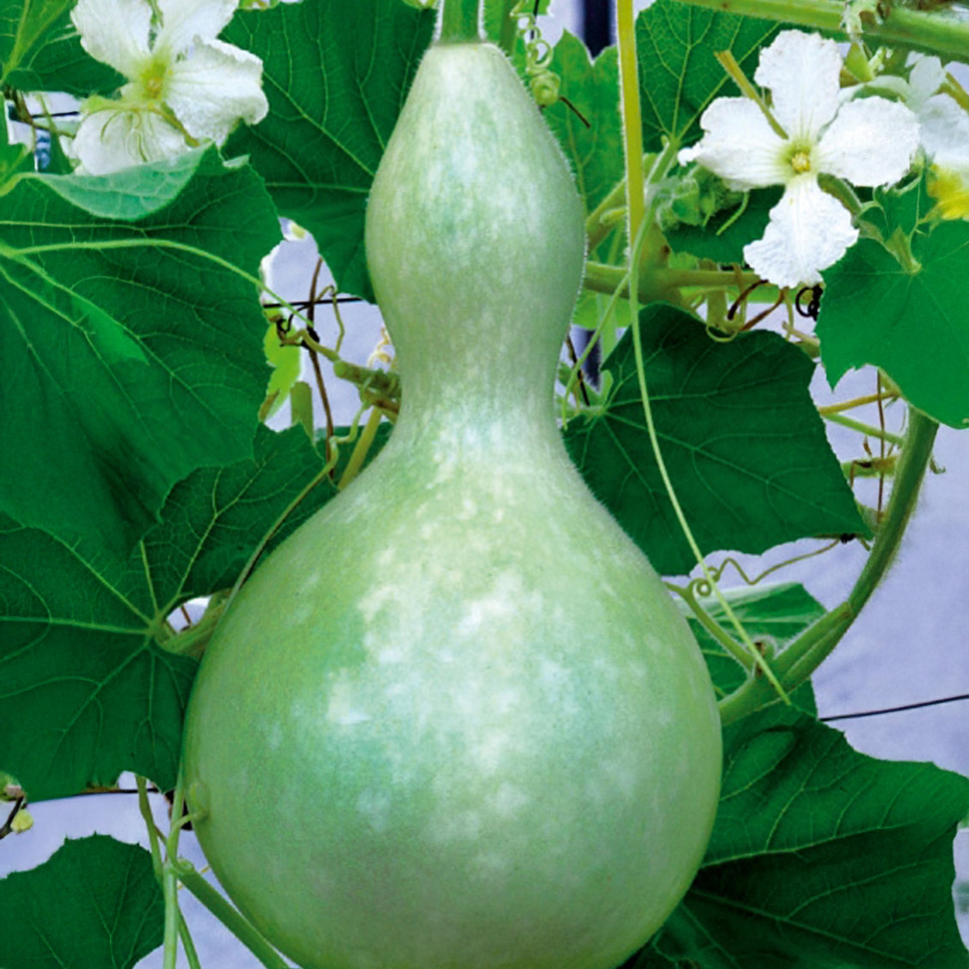 Cucurbita Feldflasche Jahresflasche oder Pilgerflasche - Cucurbita siceraria  gourde bouteille - Bakker