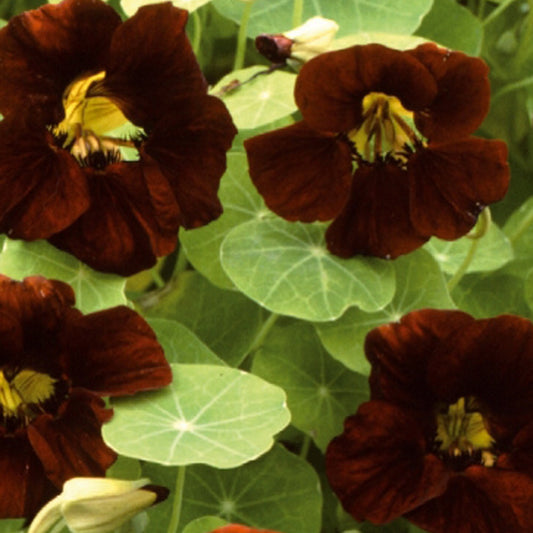 Zwergkapuzinerkresse King Theodore - Black Velvet - Tropaeolum majus nanum king theodore - Gemüsegarten