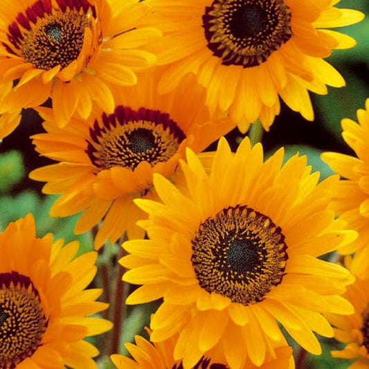 Prunkvoller Arctotis - Venidium Prince of Orange - Bakker