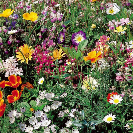 Einjährige Japanische Rasenmischung für 6 m² - Bakker