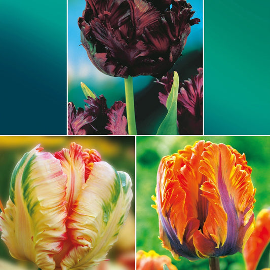 Papagei Tulpen Kollektion: 'Princes Irene'  + 'Black Parrot' + 'Apricot Parrot' - Tulipa (princesse  irene, black parrot, apricot pa - Blumenzwiebeln